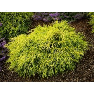 Cypruštek hrachonosný (Chamaecyparis pisifera) ´SUNGOLD´ - výška 10-20 cm  Ø 20-30 cm, kont. C3L